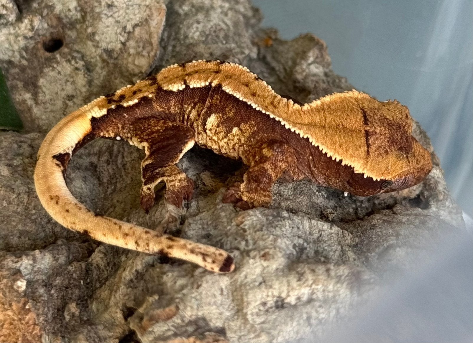 100% het Axanthic Harlequin baby wimper gekko te koop, Dieren en Toebehoren, Hagedis, Met terrarium, 0 tot 2 jaar