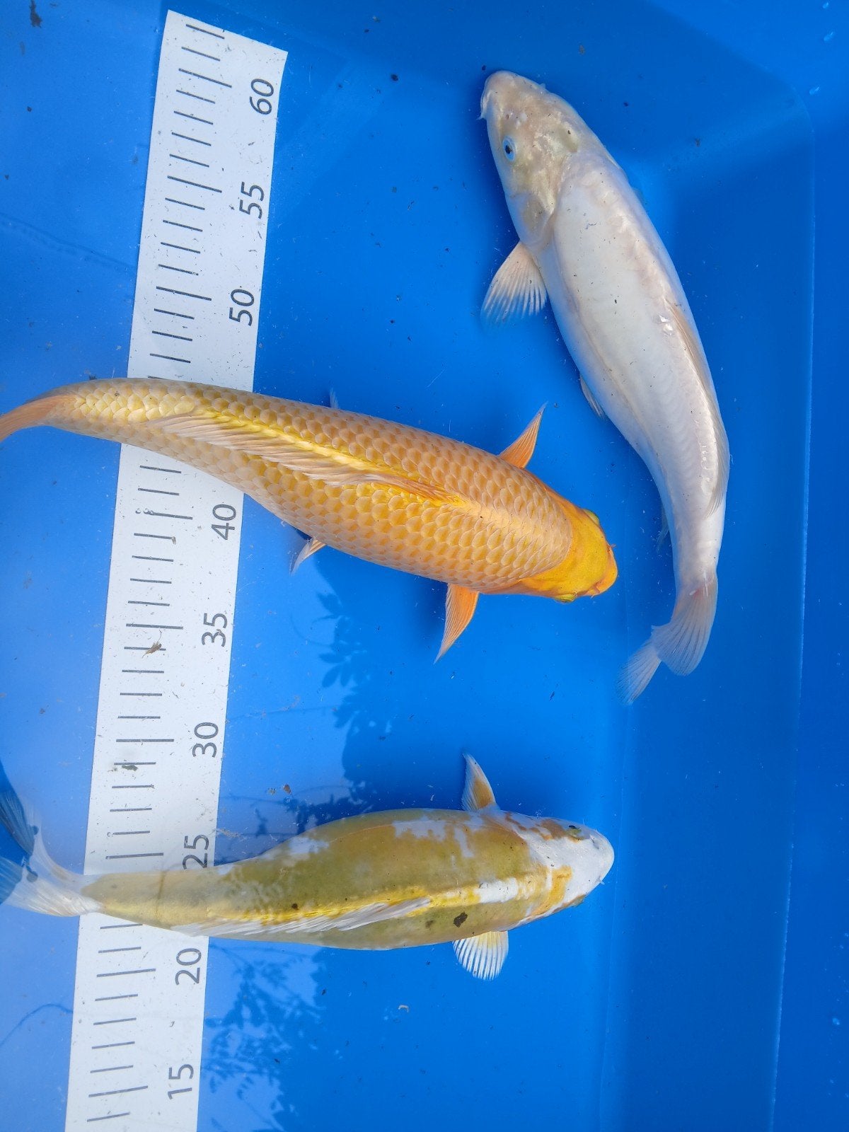 koi karper, Dieren en Toebehoren, Vissen | Vijvervissen, Karper of Koi