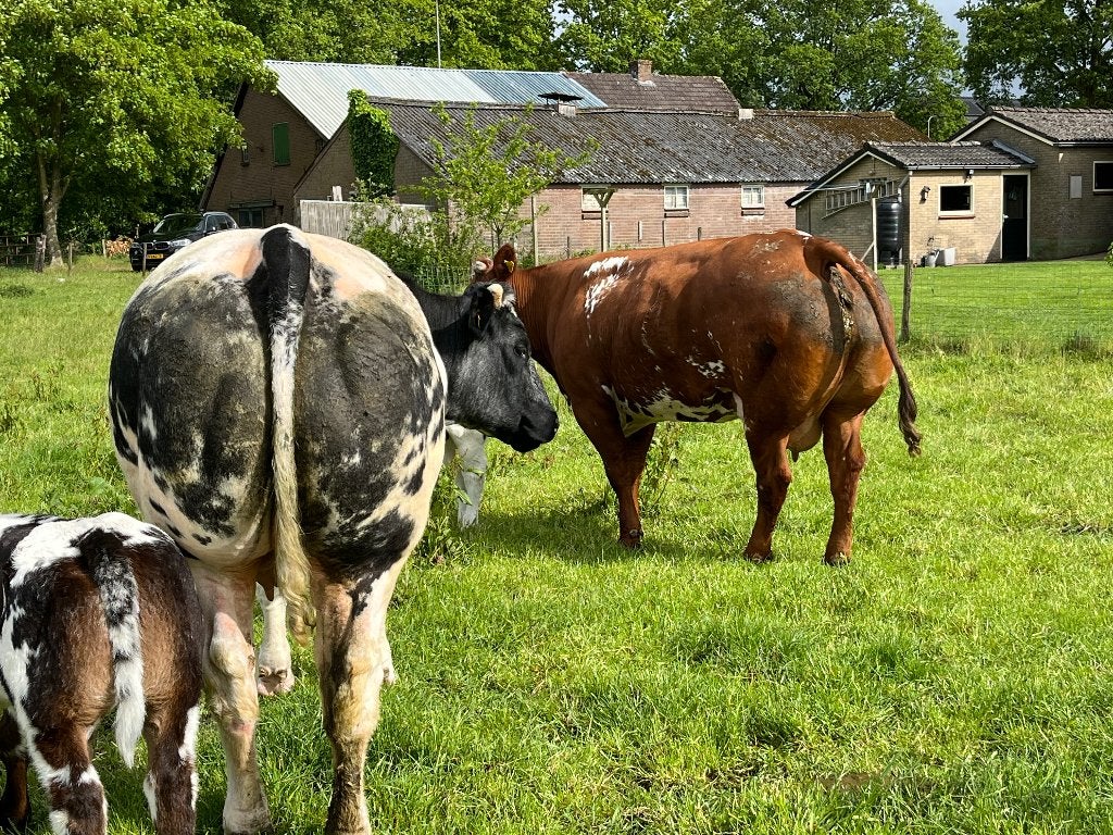 2 Super luxe Dikbil koeien, Dieren en Toebehoren, Vrouwelijk, 3 tot 6 jaar