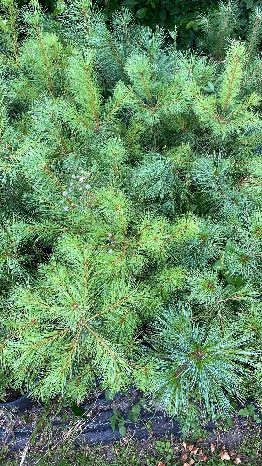 Mooie Pinus strobus, Tuin en Terras, Ophalen, Overige soorten, Volle zon