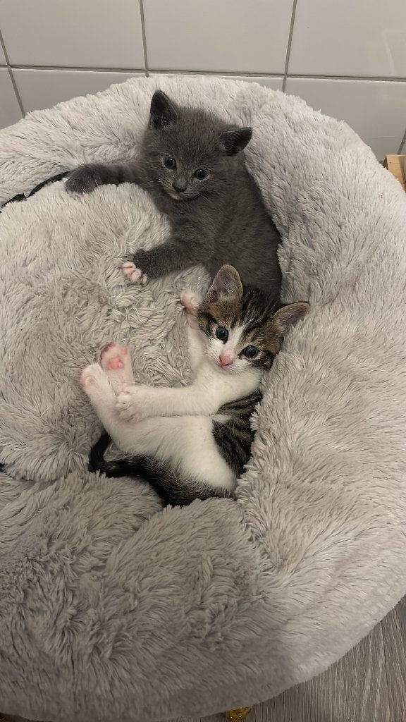 Kitten te koop, Dieren en Toebehoren, Kater, Ontwormd, 0 tot 2 jaar