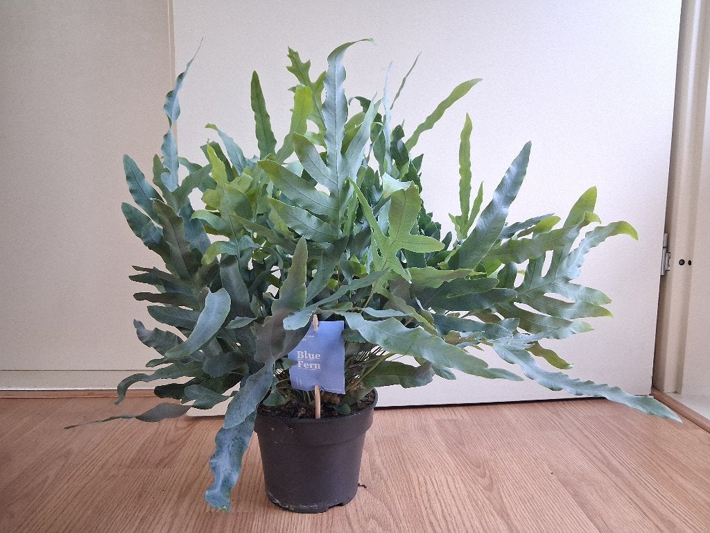 Phlebodium 'Blue Star' - Zinkvaren / Blauwvaren H: 55 cm., Ophalen, Overige soorten, Halfschaduw, Minder dan 100 cm