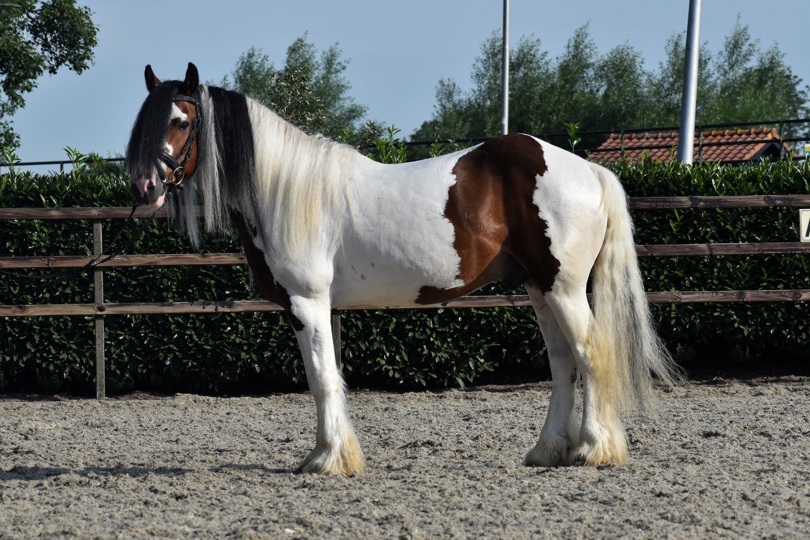 Super knappe en brave tinker ruin, Met stamboom, B, Ruin, 3 tot 6 jaar