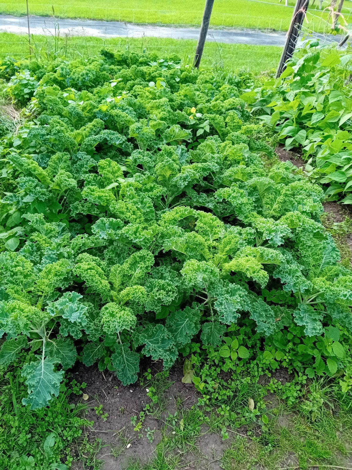 Verse Boerenkool - Direct van het Land, Tuin en Terras, Ophalen, Eenjarig, Groenteplanten, Volle zon