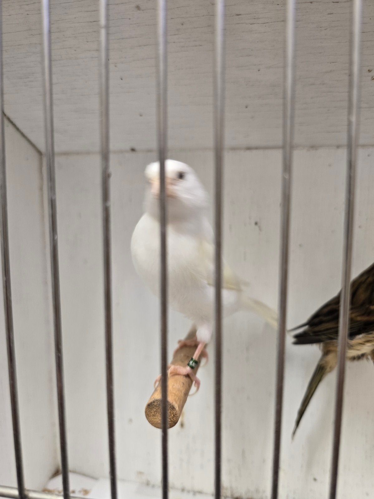 Top jongens van 2026, Dieren en Toebehoren, Vogels | Kanaries, Meerdere dieren