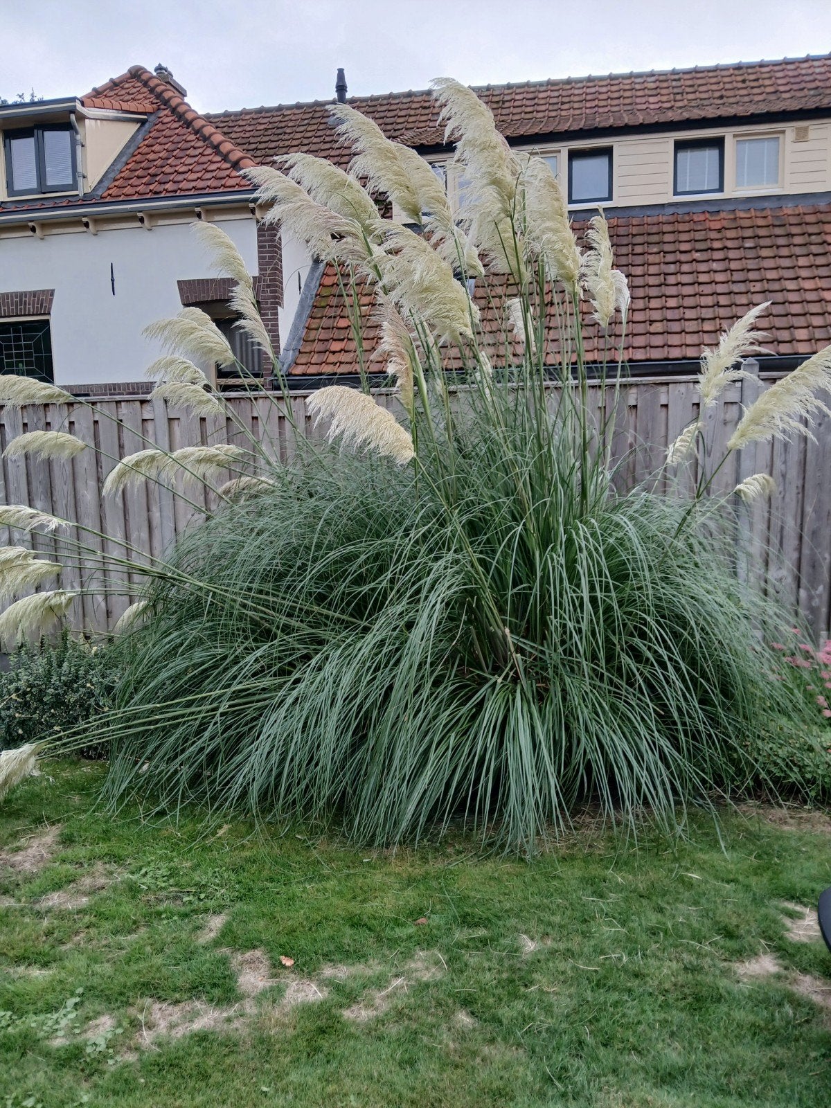 pampasgras, Tuin en Terras, Ophalen, Overige soorten
