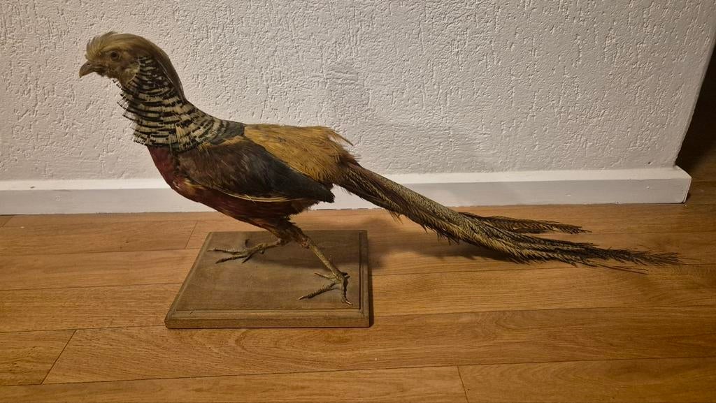 Opgezette fazant, Ophalen of Verzenden, Vogel, Opgezet dier