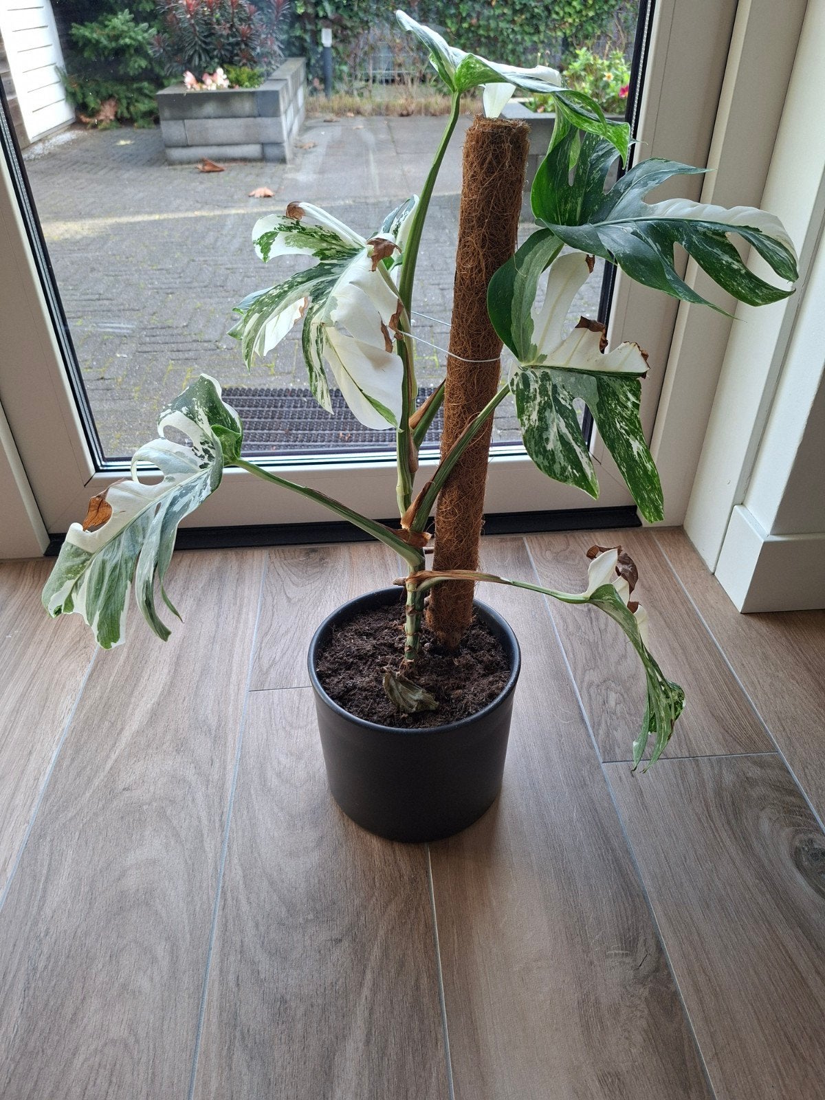 Witte Monstera - Ongeveer 50 cm hoog, Ophalen