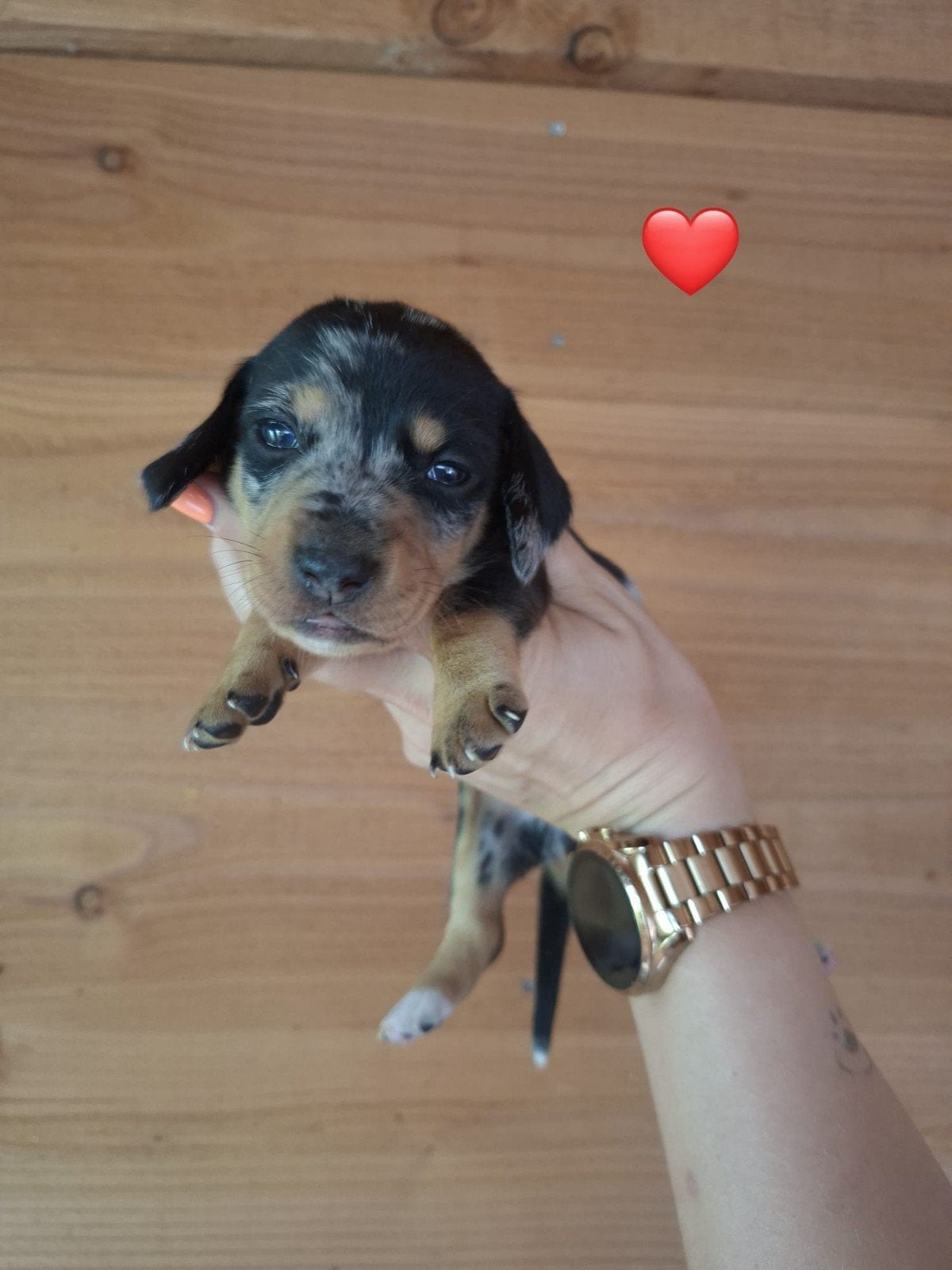 Prachtige Merle Dwerg Teckel  pups, Kaninchen, 8 tot 15 weken, Korthaar, Parvo