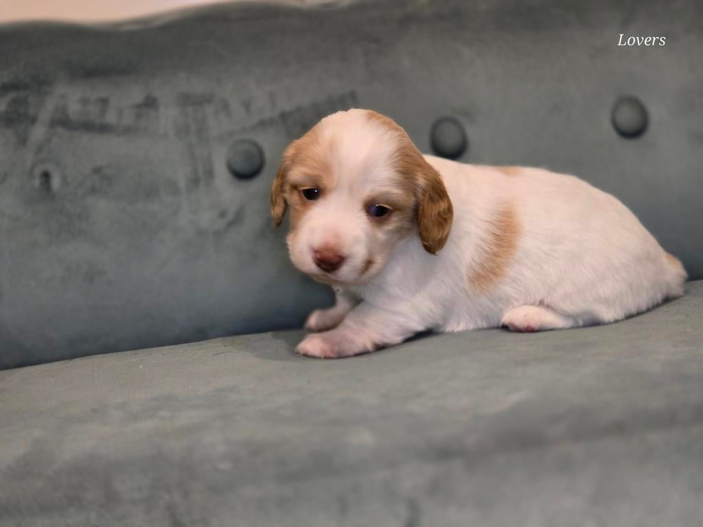 Dwergteckel, Dieren en Toebehoren, Honden | Teckels en Dashonden, Parvo, 8 tot 15 weken, Korthaar, Dwerg