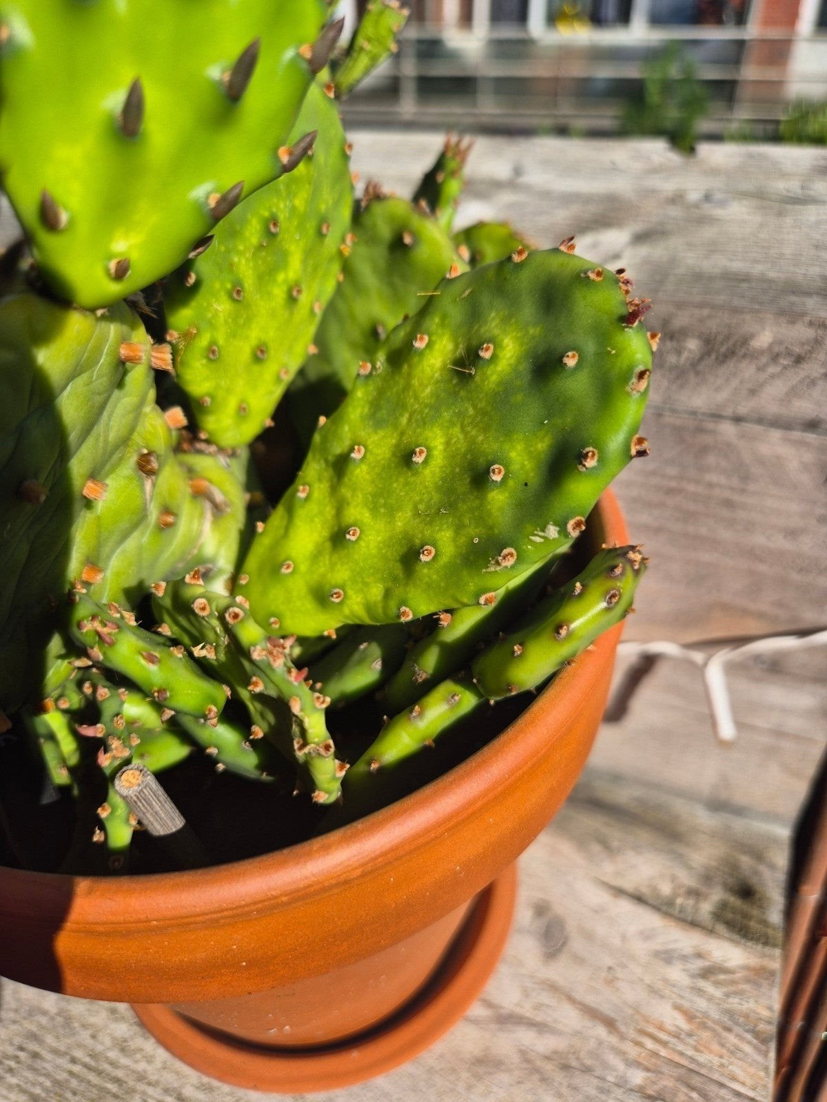 Opuntia Cactus stek, Overige soorten, Volle zon, Vaste plant, Ophalen of Verzenden