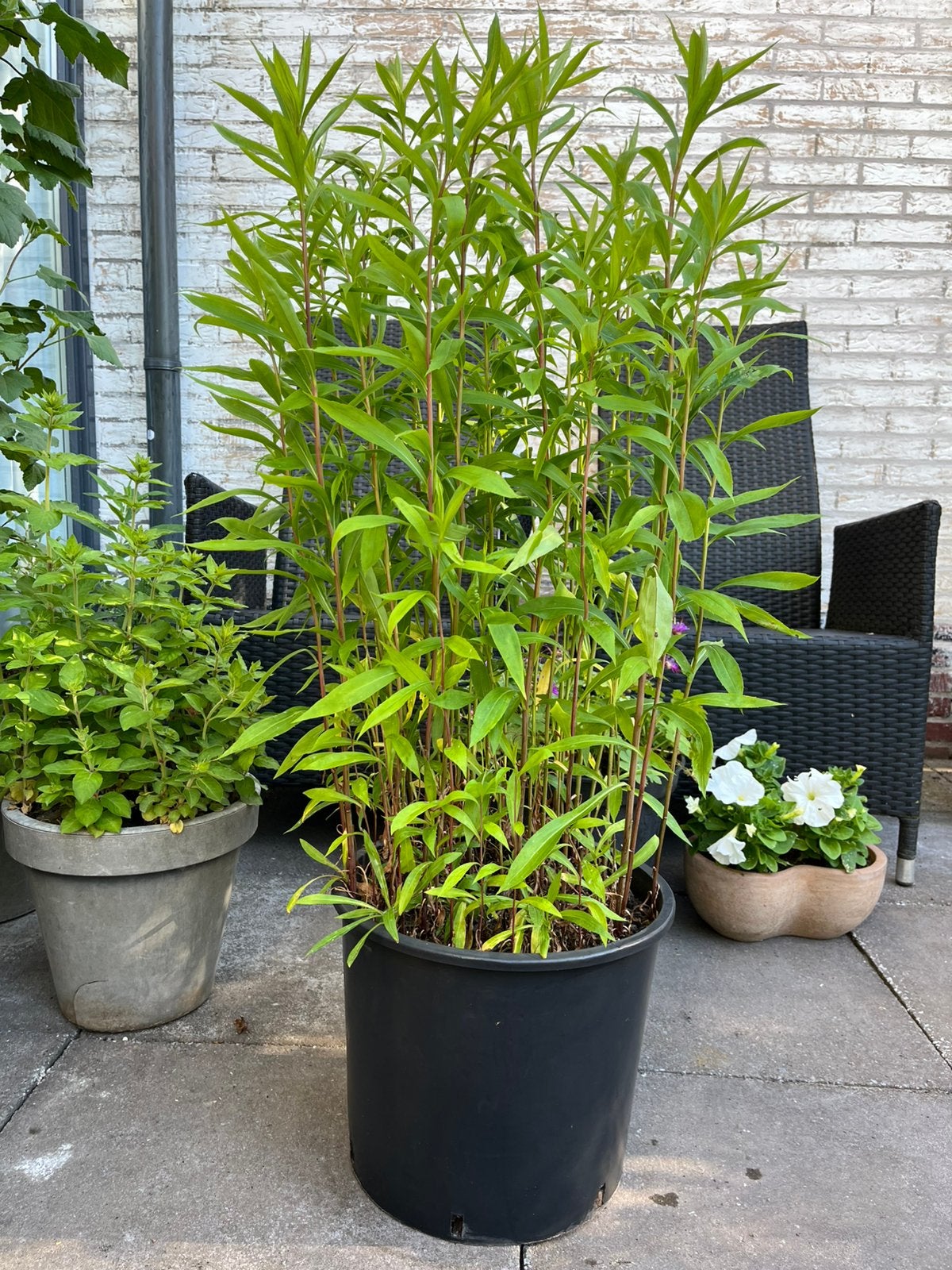 ==MOOI== Grote vaste plant gele pluimen 110 cm lijkt bamboe, Ophalen of Verzenden, Bamboe, 100 tot 250 cm