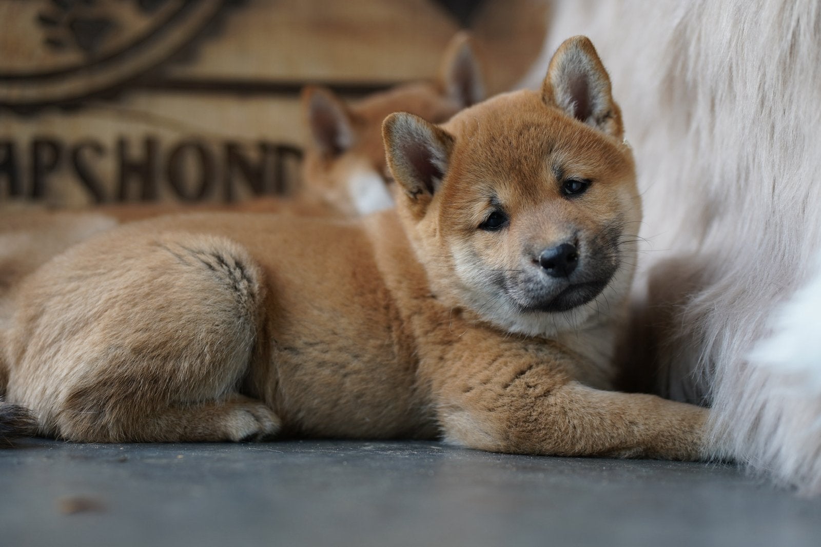 Shiba Inu Pups, Dieren en Toebehoren, Honden | Poolhonden, Keeshonden en Oertypen, Parvo, Nederland, 8 tot 15 weken, Meerdere