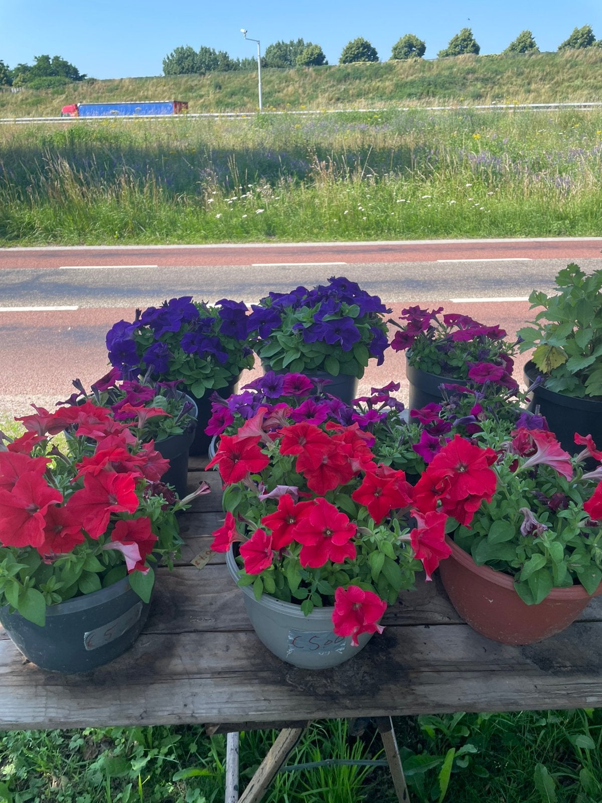 Pentunias in grote bakken, Tuin en Terras, Planten | Tuinplanten, Ophalen of Verzenden, Overige soorten, Volle zon