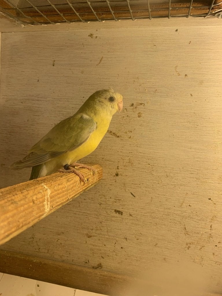 Roodrug parkieten, Meerdere dieren, Parkiet, Geringd
