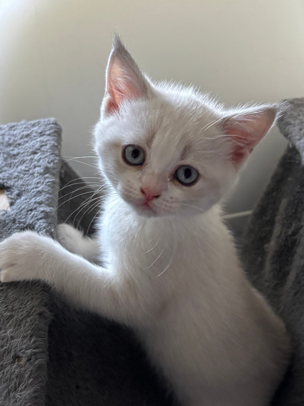 Super lieve Brits Korthaar kittens, Dieren en Toebehoren, Meerdere dieren, Gechipt, 0 tot 2 jaar