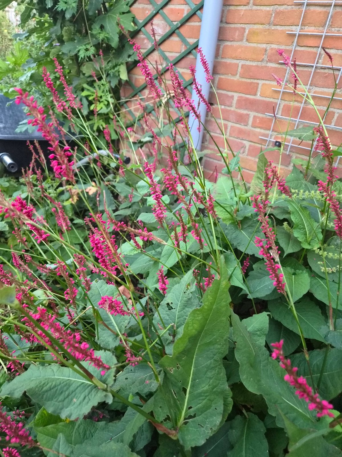 Grote pol Persicaria (rode duizendknoop), Tuin en Terras, Ophalen, Zomer, Overige soorten, Halfschaduw