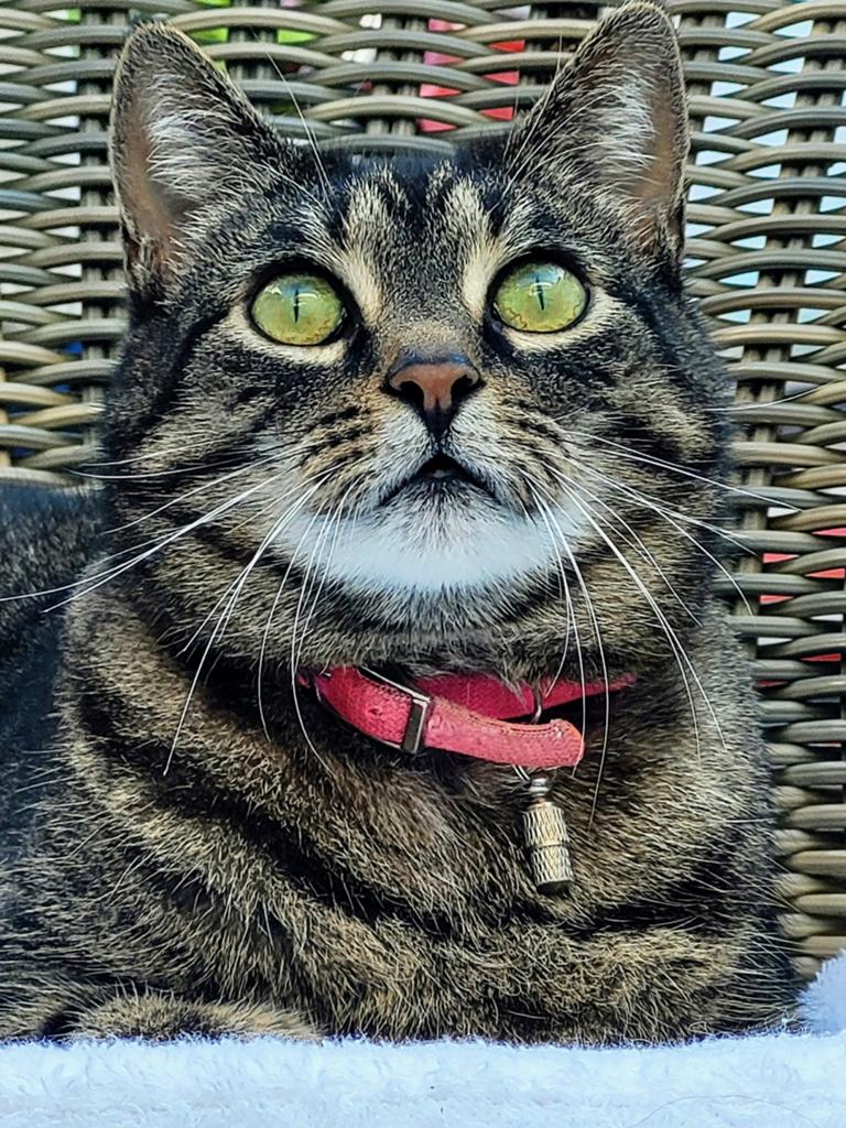 Lieve kat zoekt een nieuw huis, Poes, Kortharig, 6 jaar of ouder