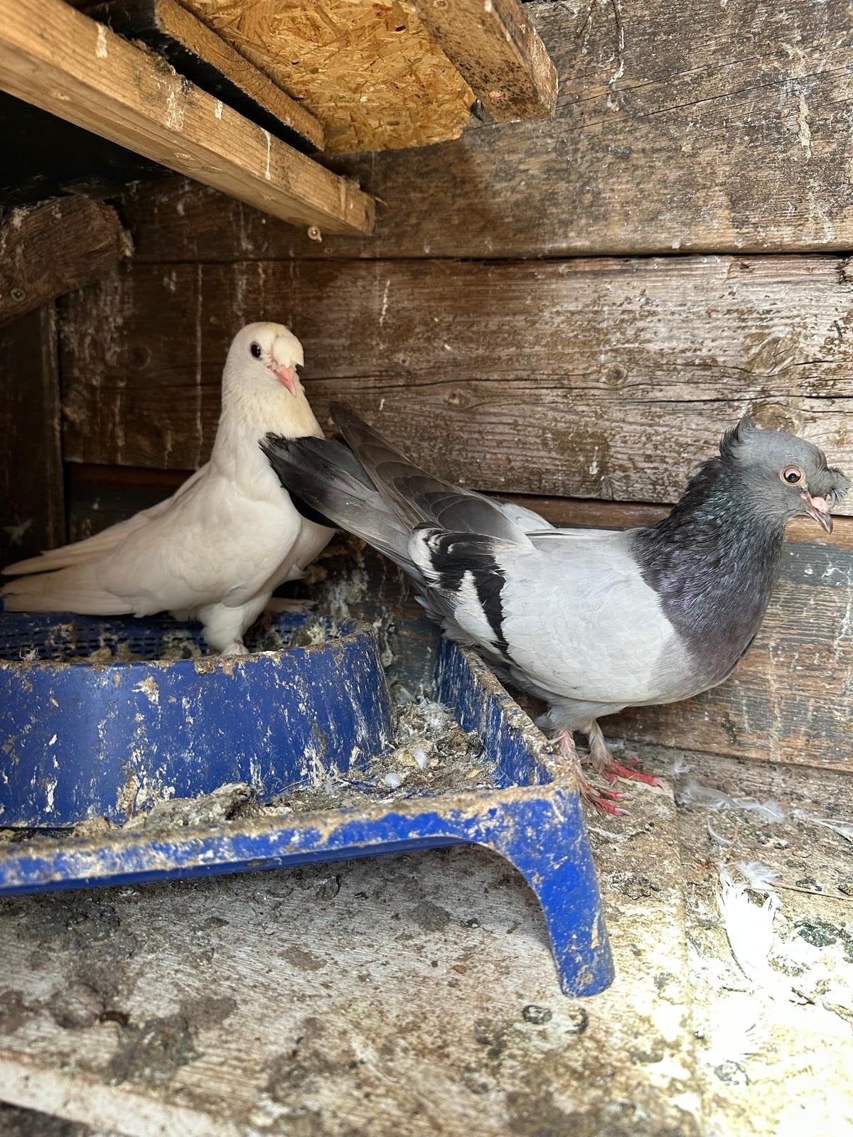 Slimme duiven, Meerdere dieren, Postduif