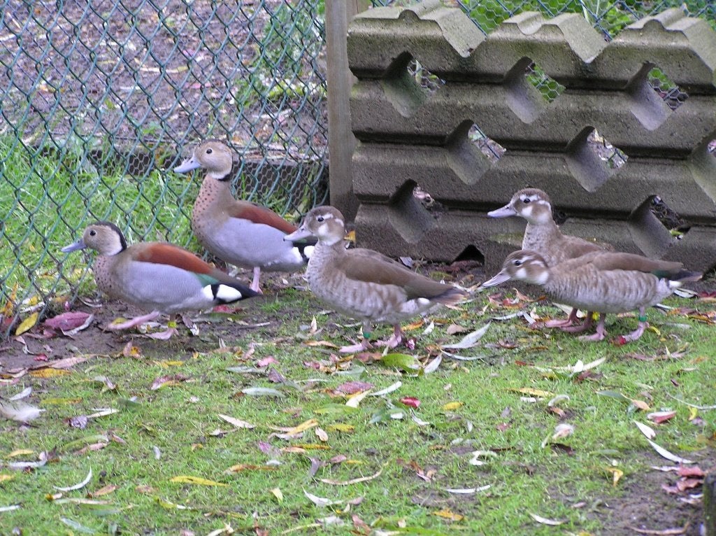 Sier eenden, Meerdere dieren, Eend