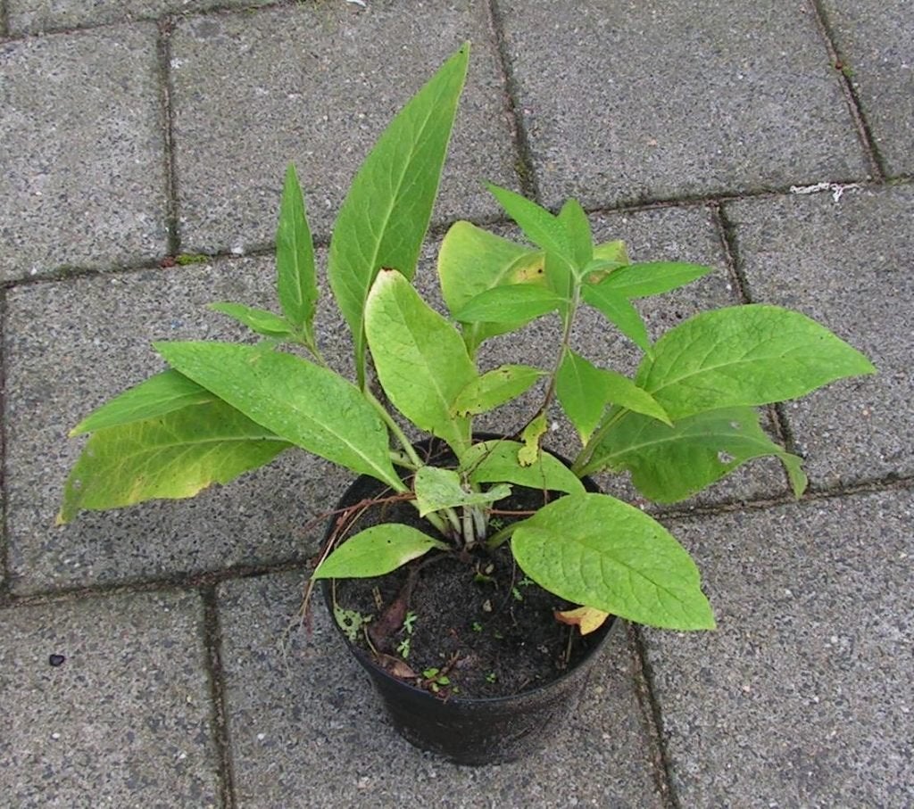 Smeerwortel, Ophalen, Gehele jaar, Volle zon, Wortelstok