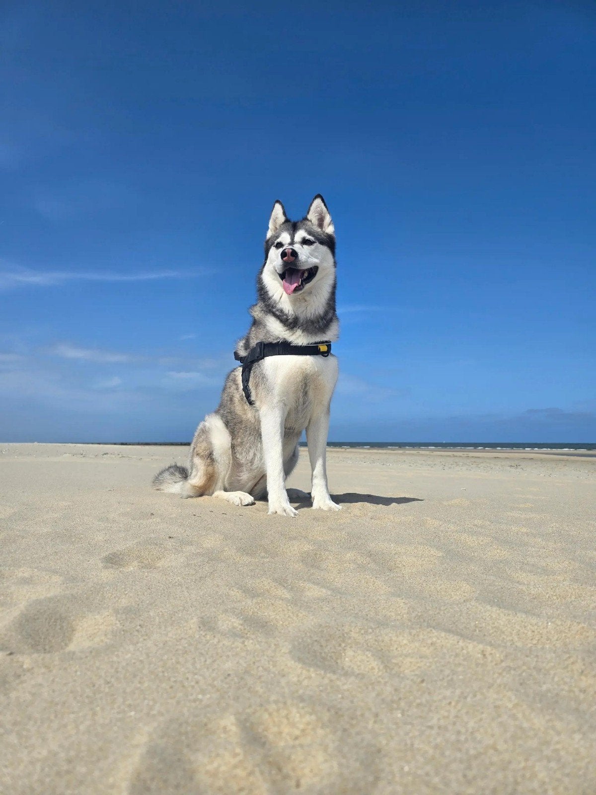 Forever home gezocht, Dieren en Toebehoren, Honden | Poolhonden, Keeshonden en Oertypen, HCC (leverziekte), Teef, Poolhond, Eén hond