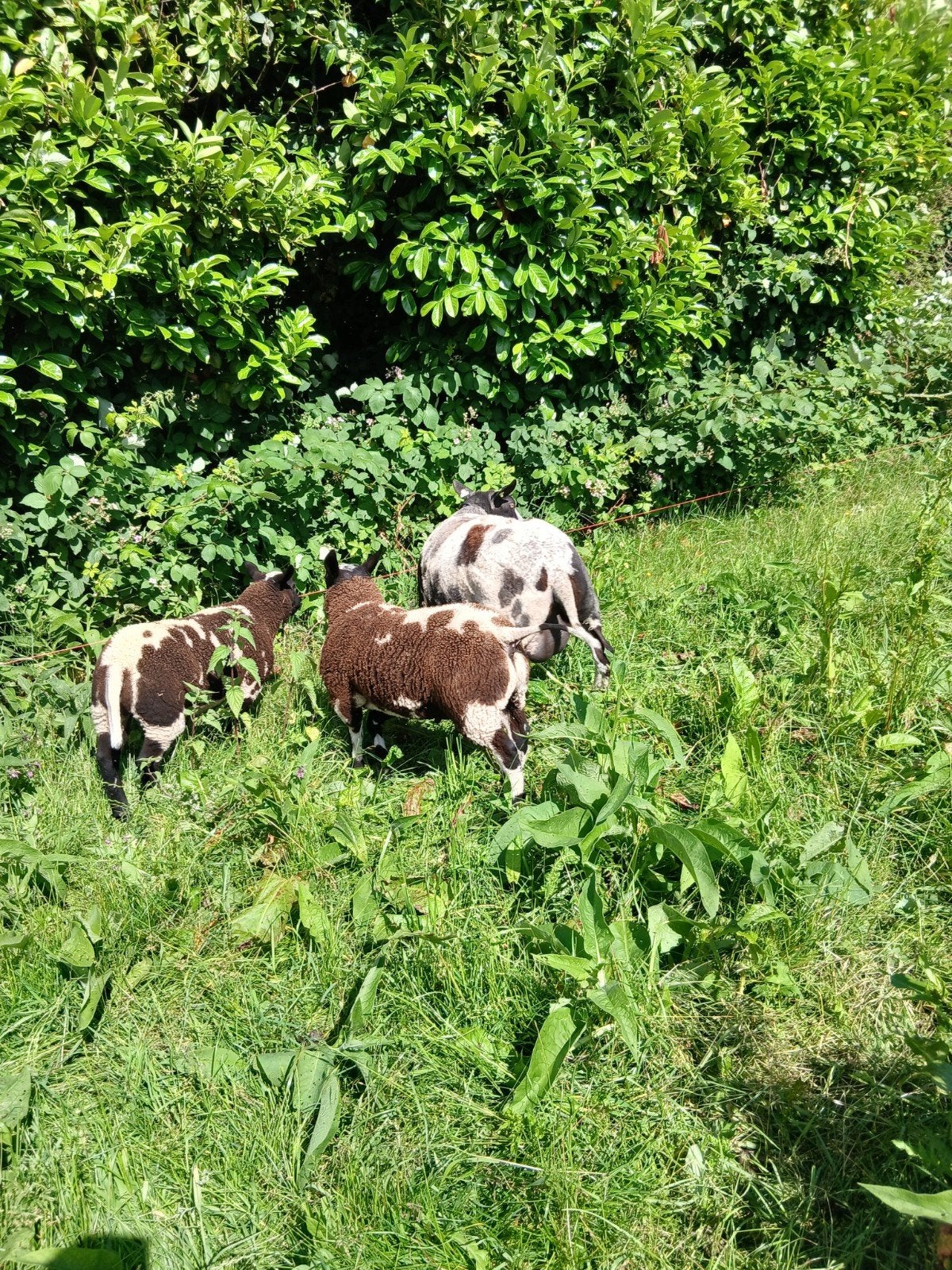 Bonte dekrammen, Dieren en Toebehoren, Schapen, Geiten en Varkens, Mannelijk, Schaap, 0 tot 2 jaar