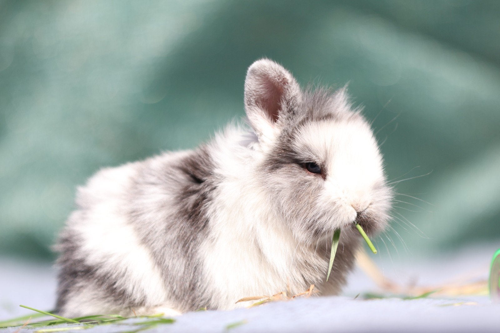 Konijntjes, Meerdere dieren