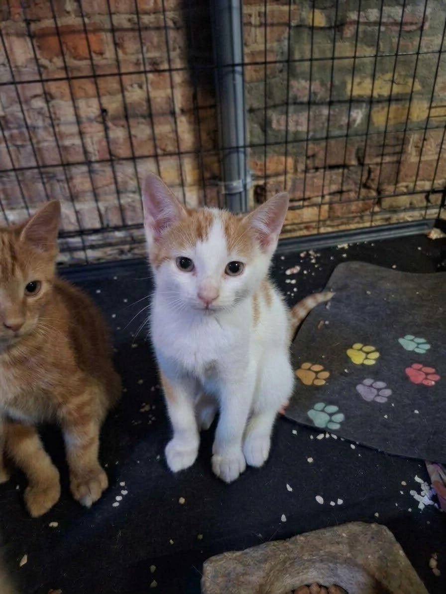 Lieve kater zoekt fijn huis!, Kater, Kortharig, 0 tot 2 jaar