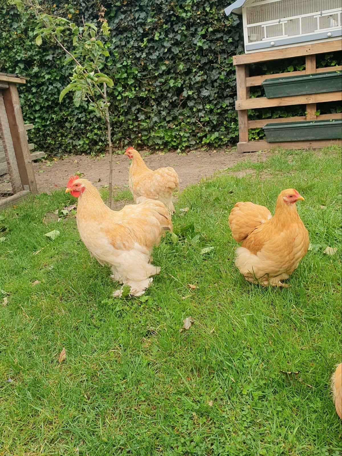 Gratis haan, Dieren en Toebehoren, Mannelijk, Kip