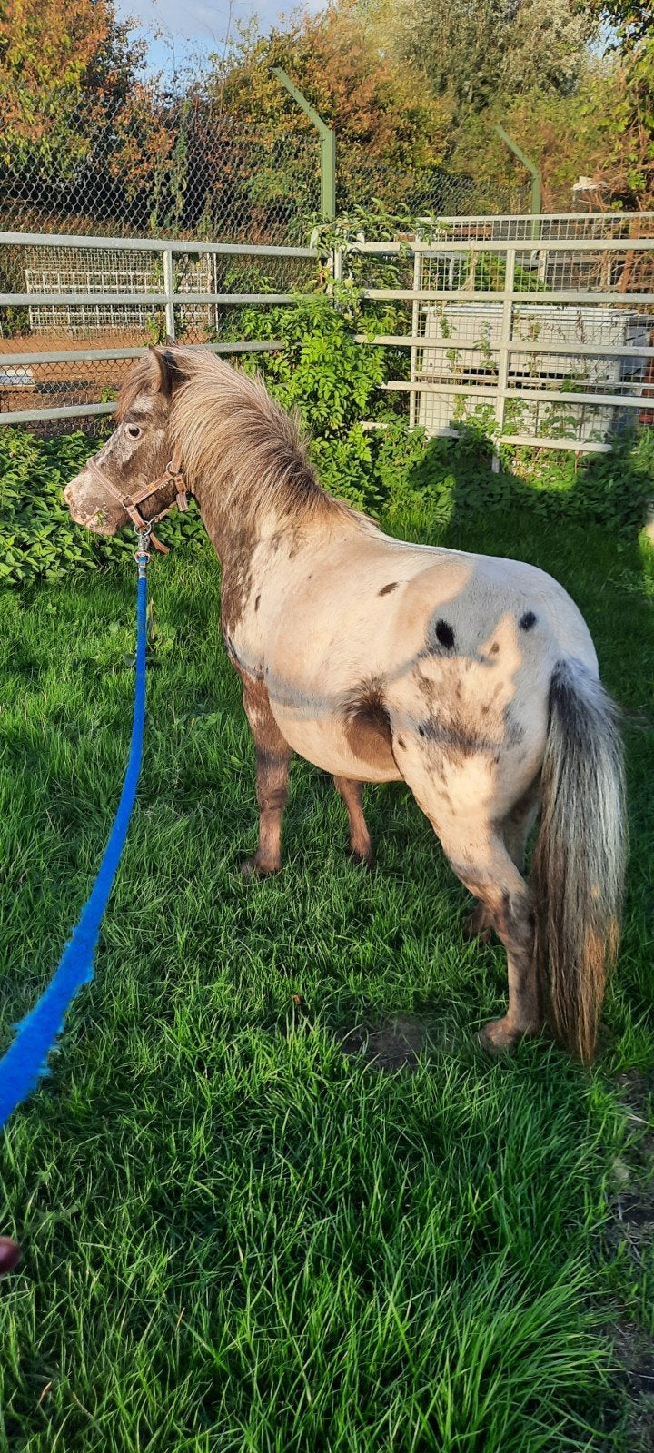 kleine few spot pony hengstje, Dieren en Toebehoren, Pony's, Niet van toepassing, Hengst, A pony (tot 1.17m), 3 tot 6 jaar