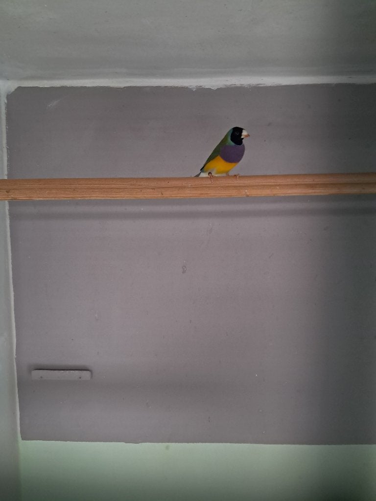 Gouldamadines, Dieren en Toebehoren, Mannelijk, Tropenvogel, Geringd