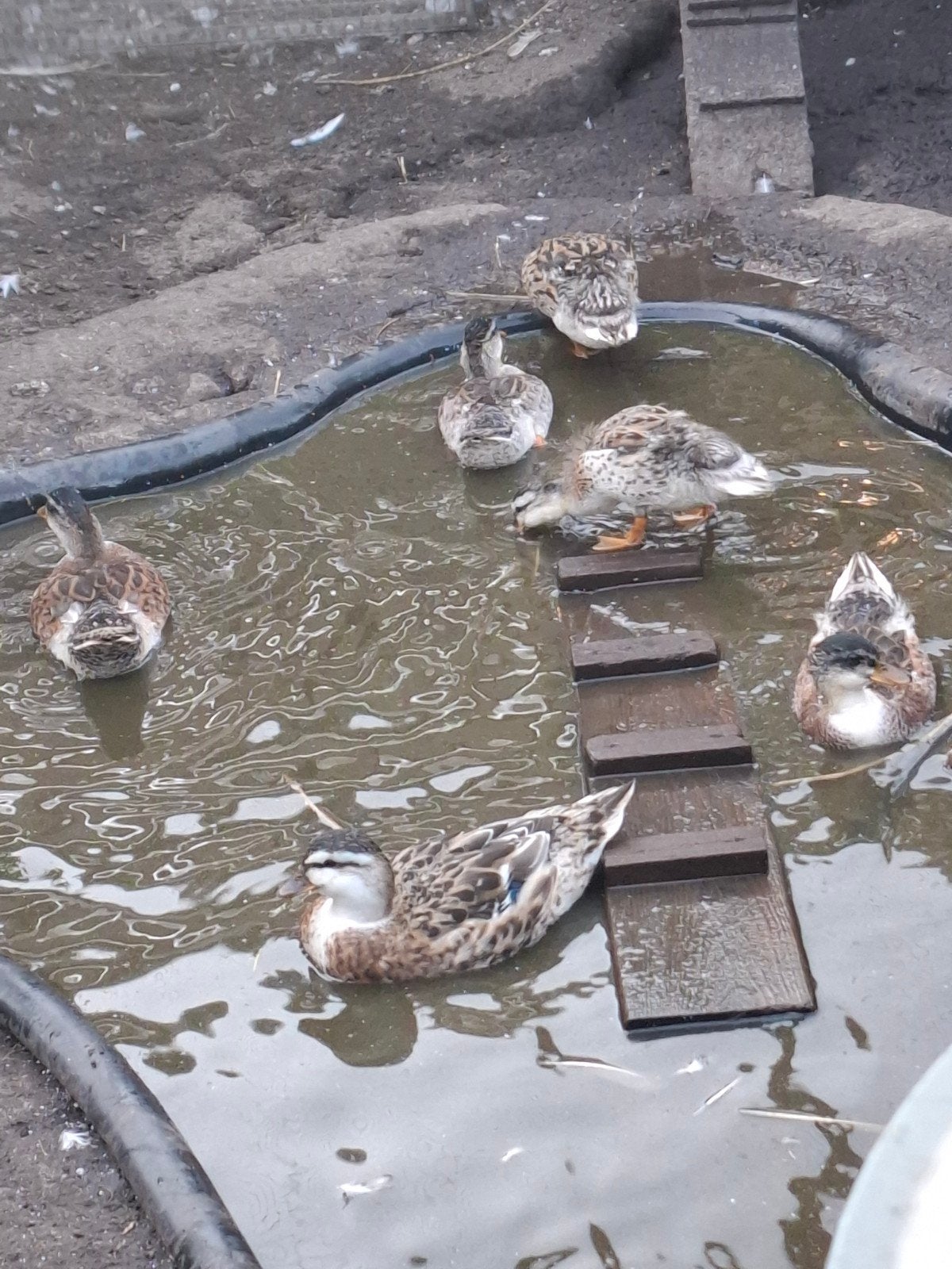 tka nog 5 jonge kwakertjes, Dieren en Toebehoren, Meerdere dieren, Eend