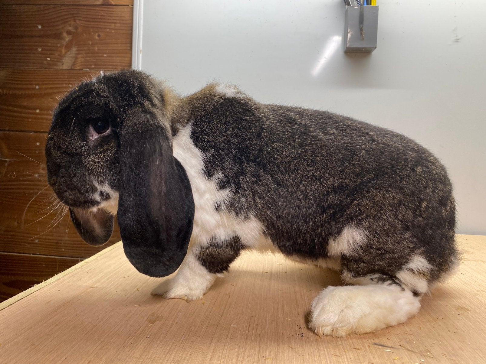 Franse hangoor voedster, Dieren en Toebehoren, Vrouwelijk, Groot, Hangoor