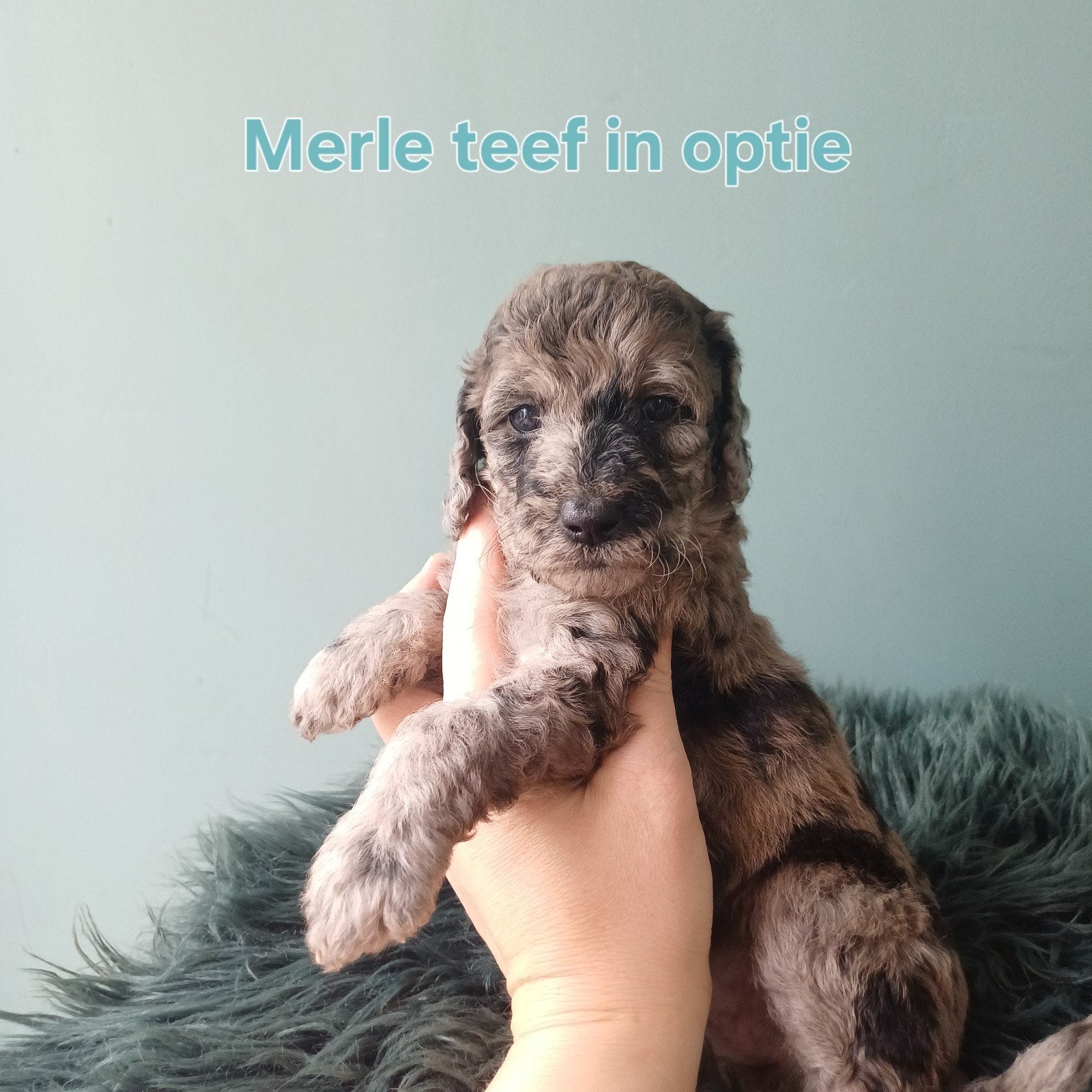 Multigen Labradoodles met afstammingsbewijs, Parvo, Overige rassen, 8 tot 15 weken, Meerdere