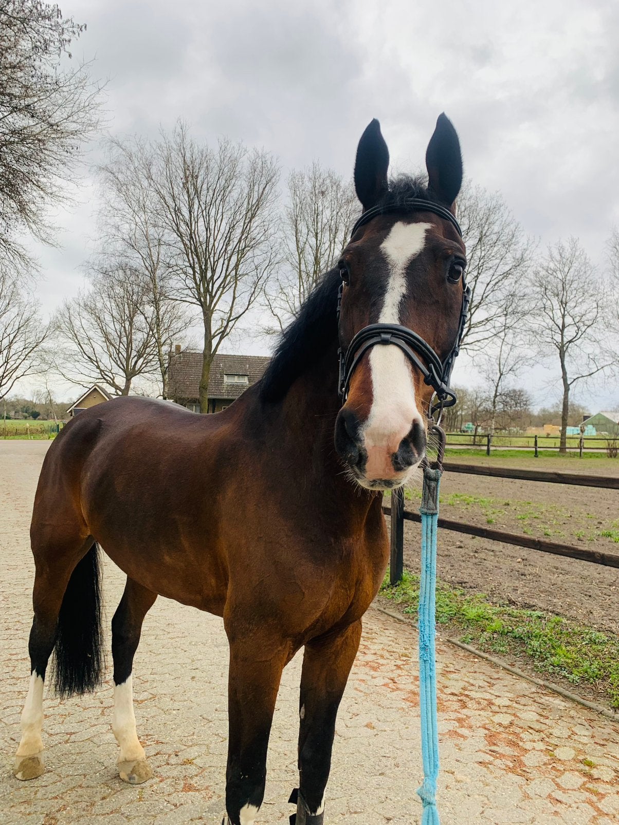 Recreatiepaard aangeboden, Ruin, Recreatiepaard, 11 jaar of ouder