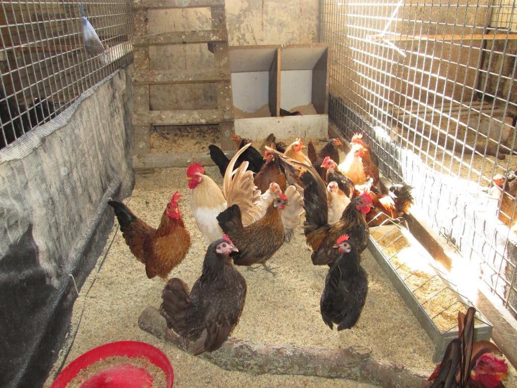 serama  haantjes, Dieren en Toebehoren, Pluimvee, Meerdere dieren, Kip