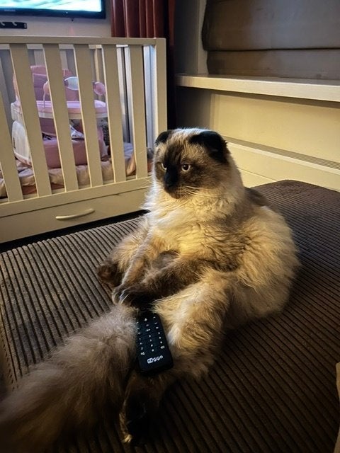 Ragdoll Seal Pointed kater (4 jaar) zoekt nieuw thuis, Dieren en Toebehoren, Kater, Gechipt, 3 tot 5 jaar