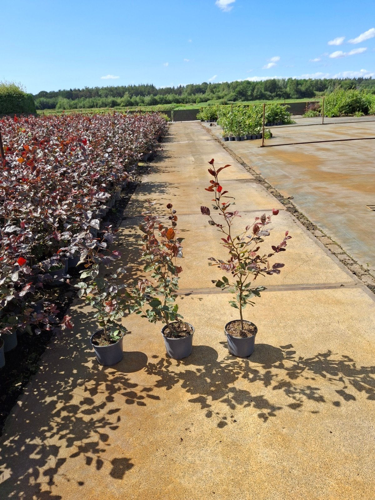 Fagus Sylvatica Atropunicea (Rode Beuk), Ophalen, Volle zon