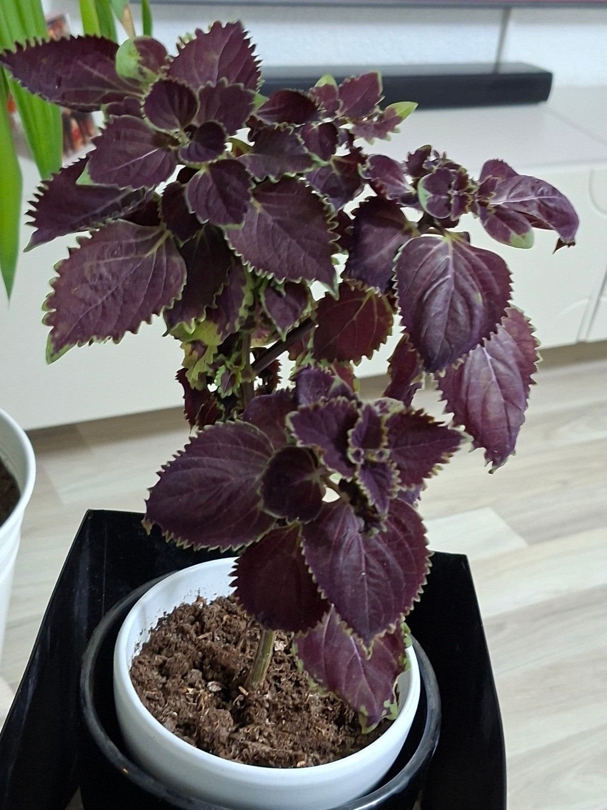 Kleurrijke Coleus plant in pot, Ophalen of Verzenden, In pot, Halfschaduw, Minder dan 100 cm