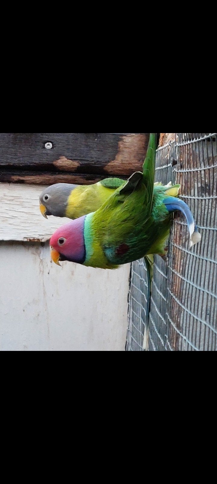 Diverse kweekkoppels, Meerdere dieren, Parkiet, Geringd