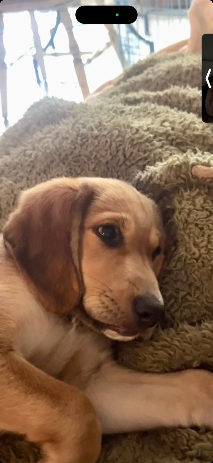 Super sociale pups mogen verhuizen!, Dieren en Toebehoren, Parvo, 8 tot 15 weken, Teef, Meerdere