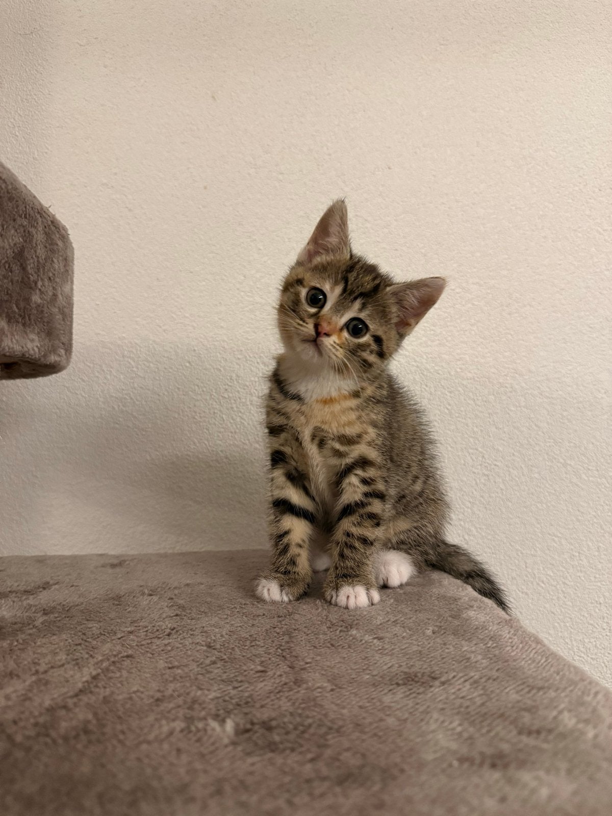 Britse korthaar kittens., Dieren en Toebehoren, Meerdere dieren