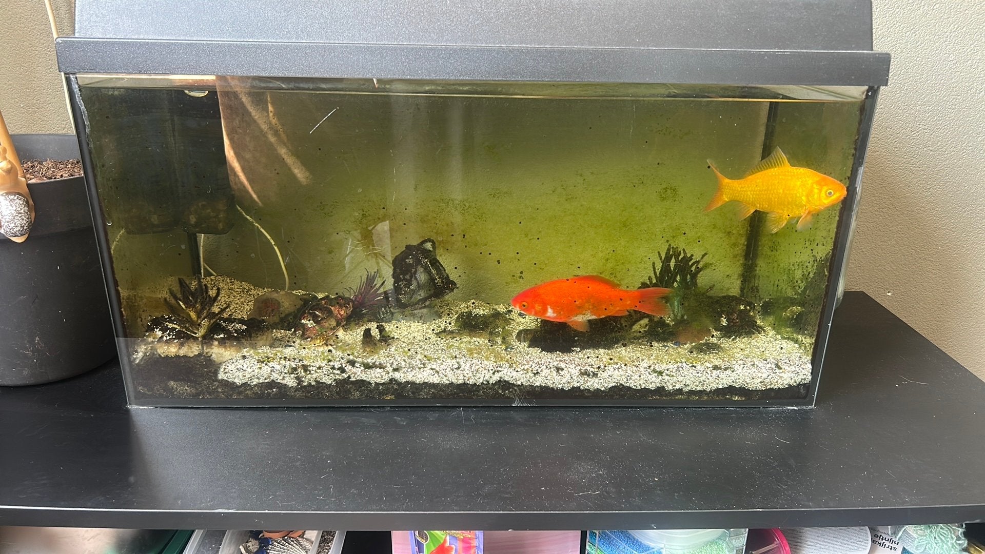 Vissen inclusief aquarium en toebehoren, Ophalen, Inclusief toebehoren, Zo goed als nieuw