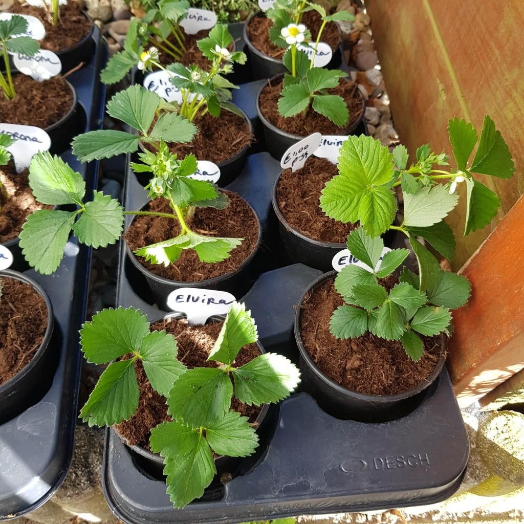 Kraampje in voortuin met aardbeienplantjes 1,00 euro p.st, Ophalen, Volle zon, Vaste plant, Zomer