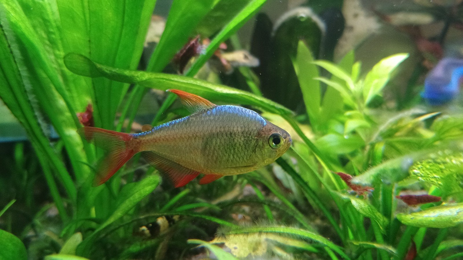 Te koop 2x Colombia Tetra (hyphessobrycon equadoriensis), Vis, Zoetwatervis, Schoolvis