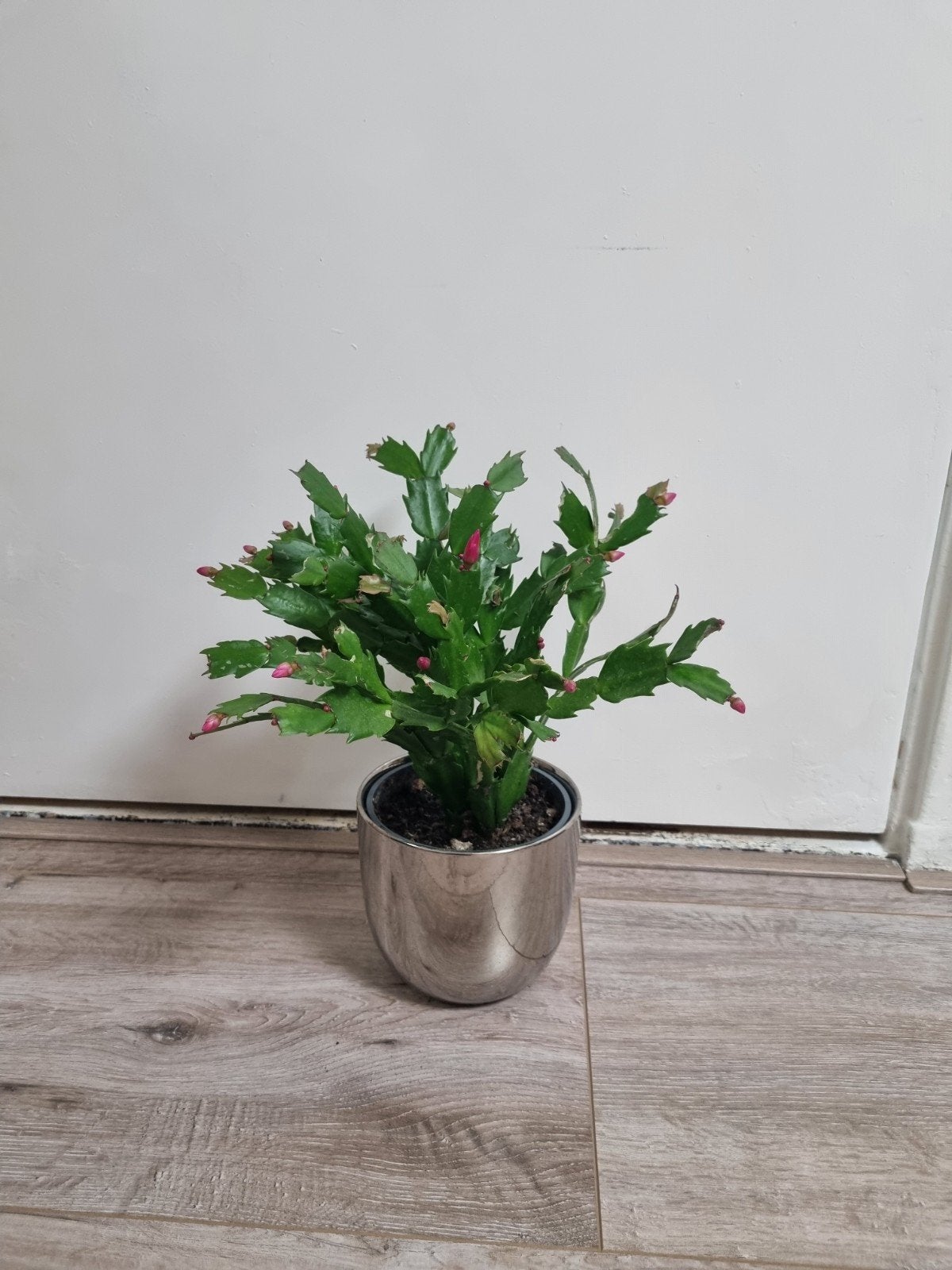 Kerstcactus (Schlumbergera) - 23 cm zonder pot, Vaste plant, Halfschaduw, Winter, Ophalen