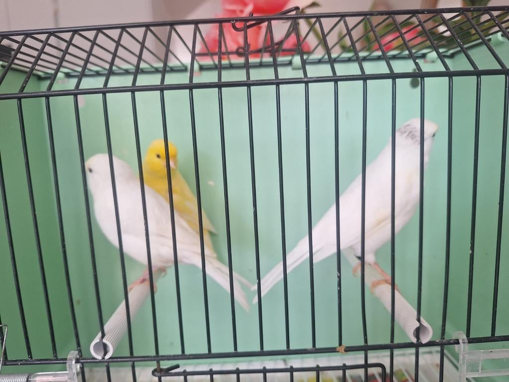 3 prachtige goed fluitende mankanaries, Dieren en Toebehoren, Vogels | Kanaries, Mannelijk, Kleurkanarie
