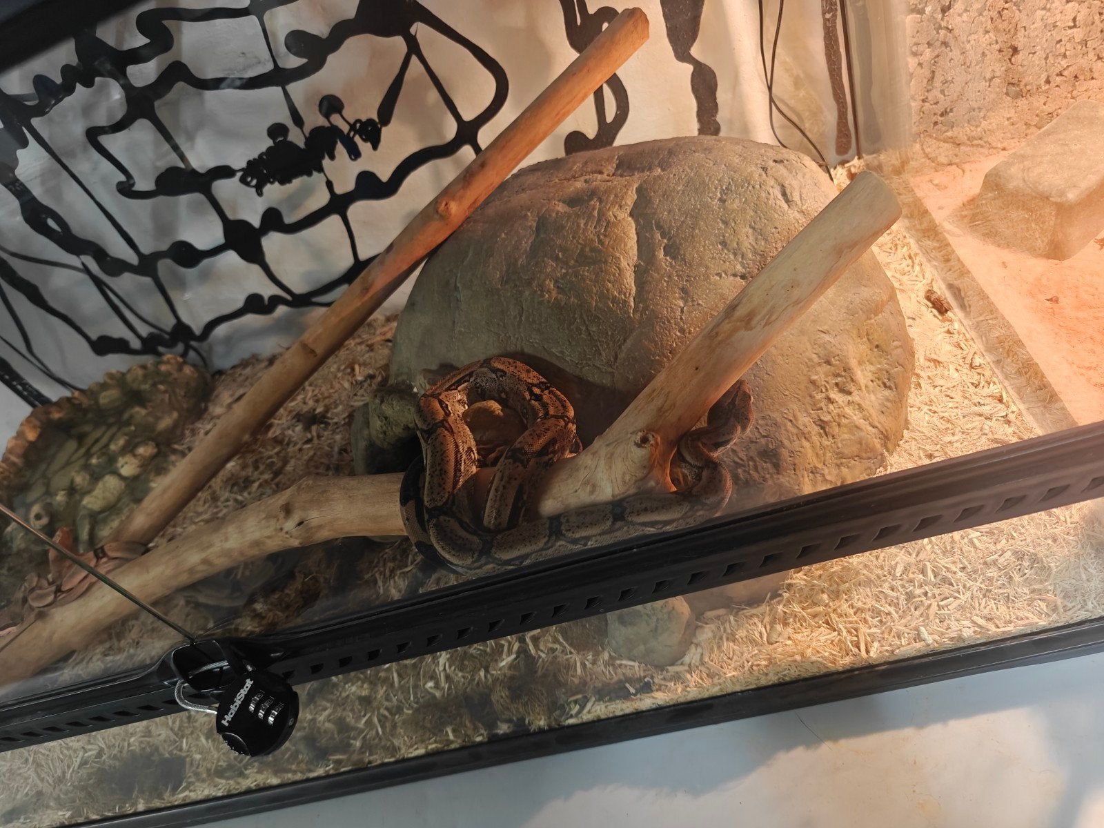 koppel boa constrictor met terrarium, Dieren en Toebehoren, Reptielen en Amfibieën, Slang, Met terrarium, 3 tot 6 jaar