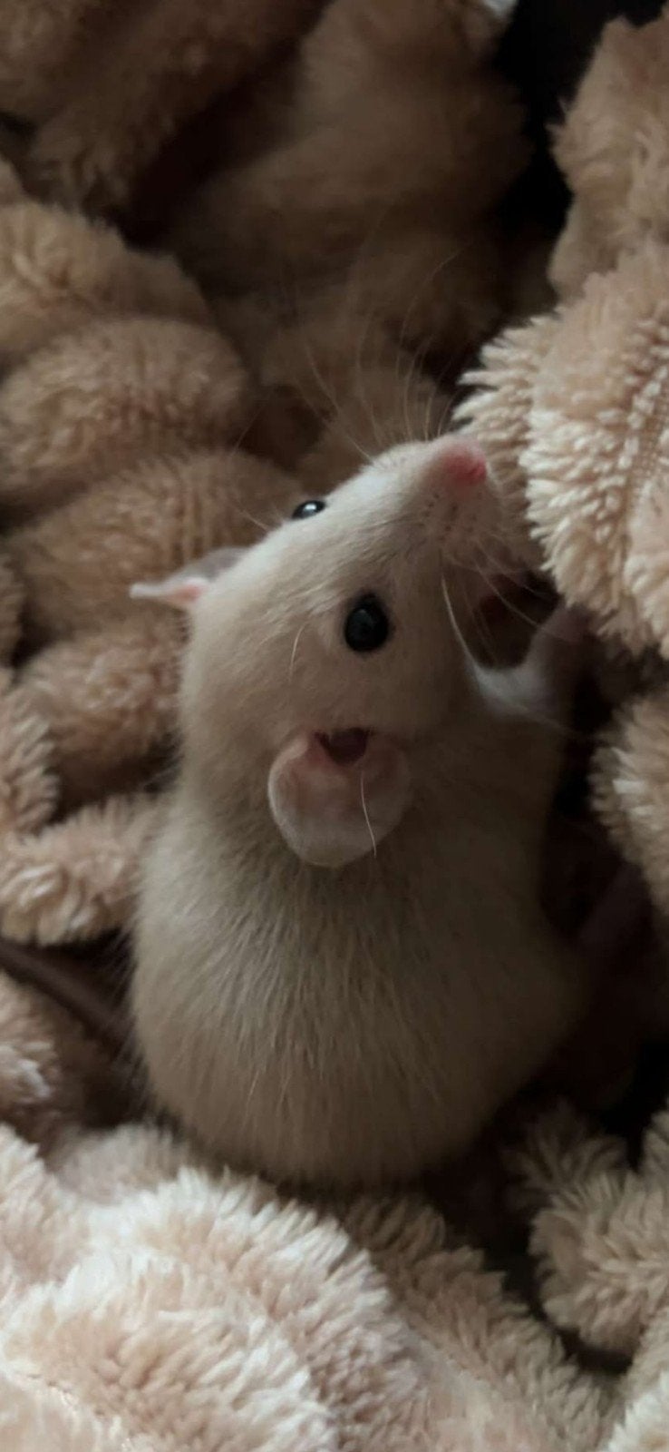 2 tamme ratjes met vele toebehoren, Dieren en Toebehoren, Knaagdieren, Mei, Meerdere dieren, Rat